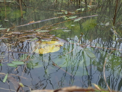 Potamogeton distinctus