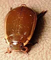 Cybister tripunctatus