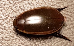 Cybister tripunctatus
