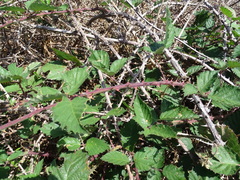 Rubus leucostachys