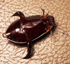 Cybister tripunctatus