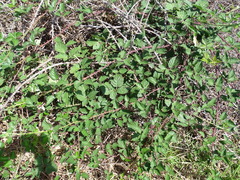 Rubus leucostachys