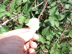 Rubus leucostachys