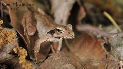 Rana uenoi