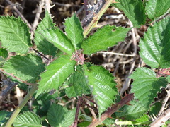 Rubus leucostachys