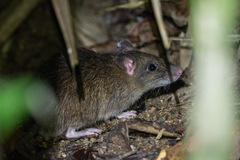 Rattus leucopus