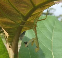 Stagmatoptera