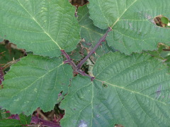 Rubus leucostachys