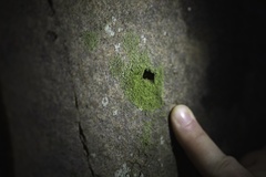 Flakea papillata
