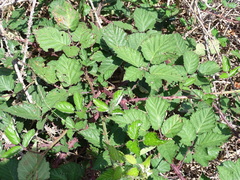 Rubus leucostachys