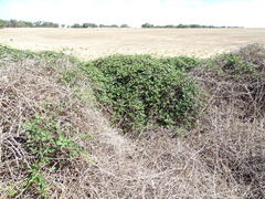 Rubus leucostachys