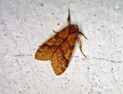 Lophocampa annulosa