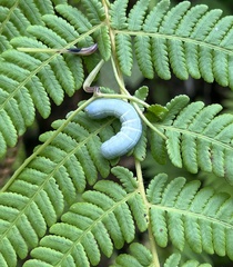 Pachylia ficus