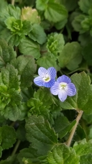 Veronica persica