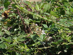 Rubus leucostachys