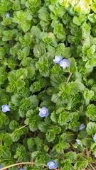 Veronica persica