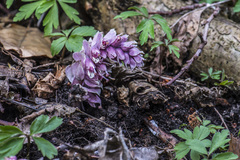 Lathraea squamaria