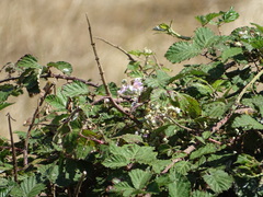 Rubus leucostachys