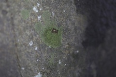 Flakea papillata