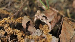 Rana uenoi