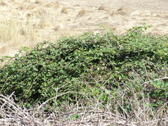 Rubus leucostachys