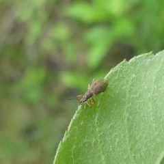 Polydrusus impressifrons