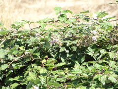 Rubus leucostachys