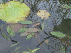 Potamogeton distinctus