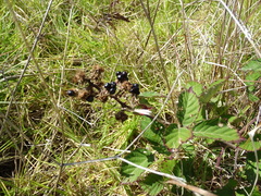 Rubus leucostachys