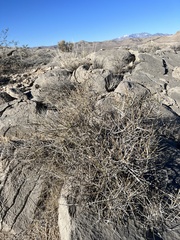 Ephedra nevadensis