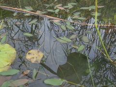 Potamogeton distinctus