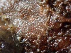 Escharoides coccinea