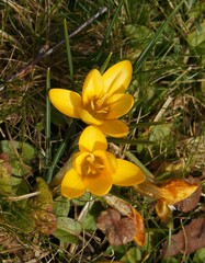 Crocus angustifolius
