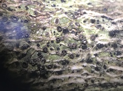 Glyphis scyphulifera