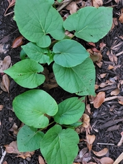 Piper auritum