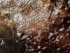 Escharoides coccinea