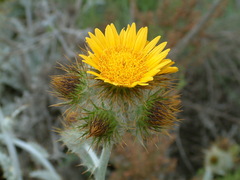 Berkheya francisci