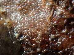 Escharoides coccinea