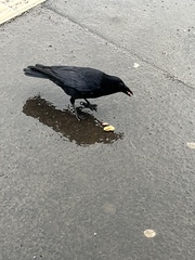Corvus corone