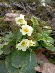 Primula vulgaris