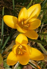 Crocus angustifolius
