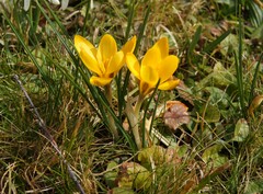 Crocus angustifolius