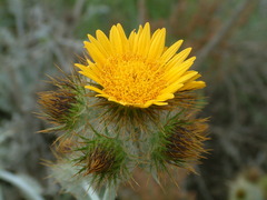 Berkheya francisci