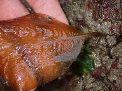 Undaria pinnatifida