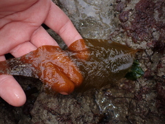 Undaria pinnatifida
