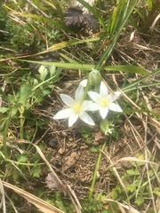 Ornithogalum umbellatum