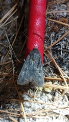 Neumichtis nigerrima