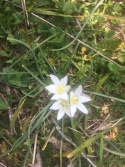 Ornithogalum umbellatum