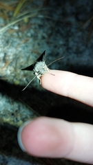 Neumichtis nigerrima