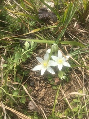 Ornithogalum umbellatum